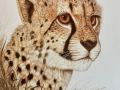 Cheetah Head Study