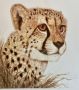 Cheetah Head Study