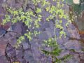 Aspen Tree in Rocks