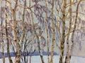 Birches In Snow Melting